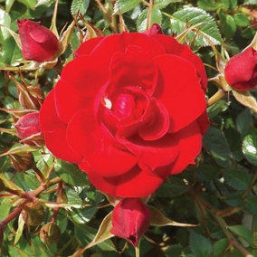 YouGarden Rose 'Red Romance', Established Plant in 3 Litre Pot, Ready to Plant Rose, For Pots, Beds, and Borders, Red Roses from S