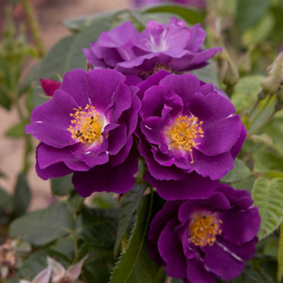 YouGarden Rose 'Rhapsody in Blue' Bare Root, Ready to Plant