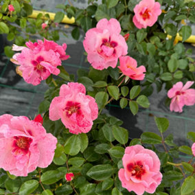 YouGarden Rose 'Rosy McRose Face', Established Plant in 4L Pot, Ready to Plant, Summer to Autumn Pink Flowers, Grow in Pots, Beds,