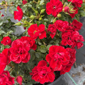 YouGarden Rose 'Ruby Wedding Celebration', Established Plant in 3L Pot, Ready to Plant, Red Rose for Pots, Beds, and Borders, Summ