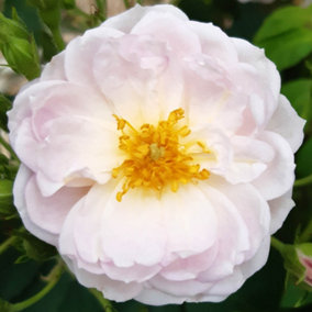 YouGarden Rose 'Sense and Sensibility' in 3L Pot