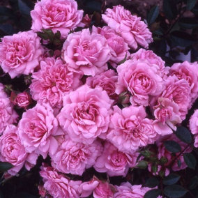 YouGarden Rose 'Special Daughter', Established Plant in 3L Pot, Ready to Plant, Rose for Pots, Beds, and Borders, Pink Gift Rose