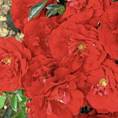 YouGarden Rose 'Special Grandad' 3L Pot