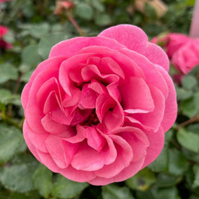 YouGarden Rose 'Special Grandma' 3L Potted Rose, Ready to Plant, Established Rose for Pots, Beds, and Borders