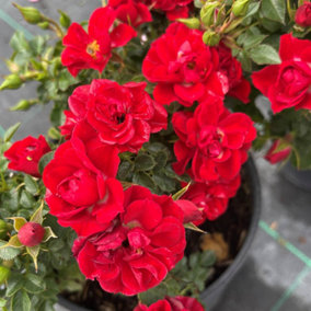 YouGarden Rose 'Special Son', Established Rose in 3L Pot, Ready to Plant, Red Rose For Pots, Beds, and Borders, Summer to Autumn F