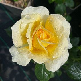 YouGarden Rose 'St Rita' 3L Pot