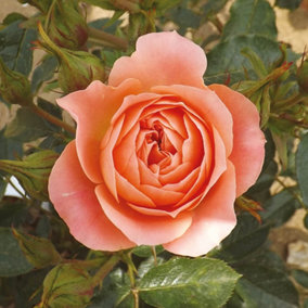 YouGarden Rose 'Sweet Wonder', Established Rose in 3L Pot, Ready to Plant, For Pots, Beds, and Borders, Deep Apricot Flowers, Deli
