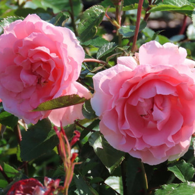YouGarden Rose 'Thank You' 3L Pot