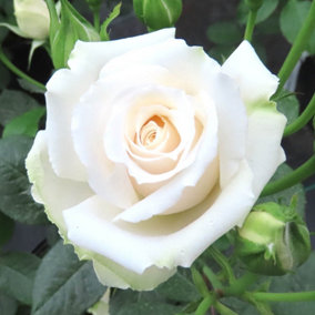 YouGarden Rose 'Tin Wedding 10th Anniversary', Established Plant in 3L Pot, Ready to Plant