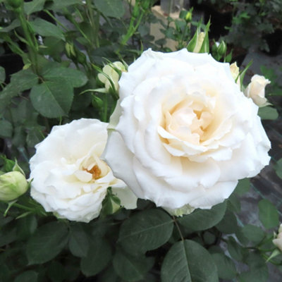 邦楽 MY FIRST STORY 10th anniversary Rose il_1080xN.5933650598_nf7r.jpg