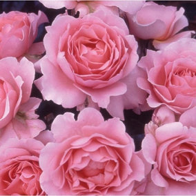 YouGarden Rose 'To My Wonderful Wife' 3L Pot