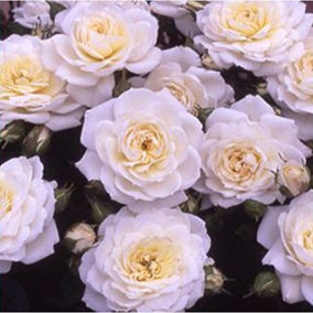 YouGarden Rose 'White Patio', Established Rose in 3 Litre Pot, Ready to Plant, For Pots, Beds, and Borders, Pure White Rose