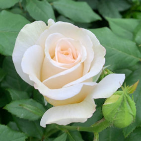 YouGarden Rose 'With Love', Established Rose in 3L Pot, Ready to Plant