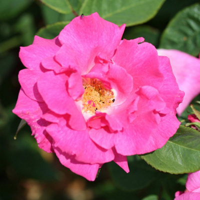 YouGarden Rose 'Zephirine Drouhin', Established Plant in 3L Pot, Ready to Plant Thornless Climbing Rose for Pots, Borders, or Beds