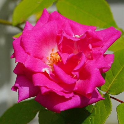 YouGarden Rose 'Zephirine Drouhin', Established Plant in 3L Pot, Ready ...