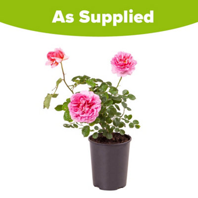 YouGarden Rose 'Zephirine Drouhin', Established Plant in 3L Pot, Ready ...
