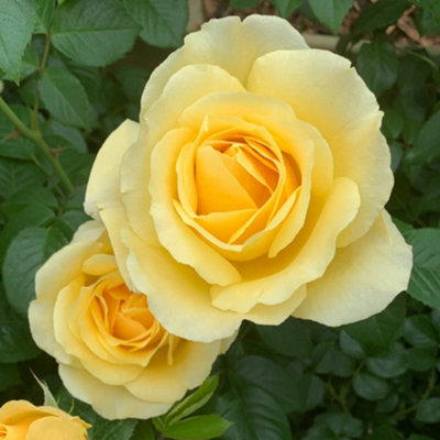YouGarden Sarah's Rose 4 Litre Potted Rose