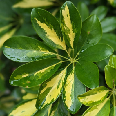 YouGarden Schefflera 'Gold Capella' Umbrella Tree, Houseplant, RHS ...