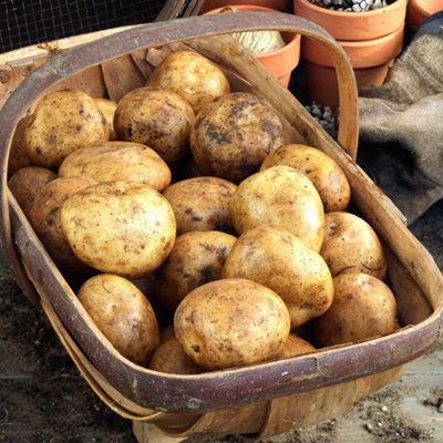 YouGarden Seed Potato 'Rocket' First Early, Pack of Six Tubers, for Planting in UK Gardens, Grow Your Own Potatoes