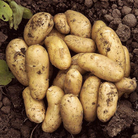 YouGarden Seed Potatoes Charlotte Pack of 6 Tubers for Planting, Grow Your Own Delicious New Potatoes, Easy to Grow
