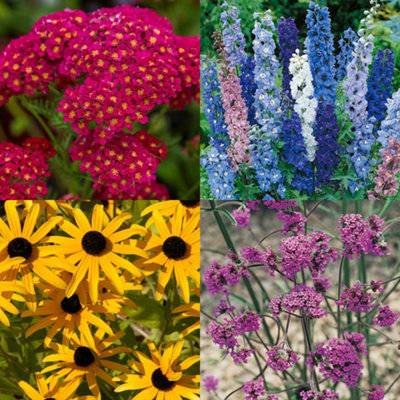 YouGarden Set Of 24 Perennial Plug Plant Cottage Gardens Collection. Easy To Grow Perennials Plants Outdoor Garden Ready
