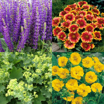 YouGarden Set Of 24 Perennial Plug Plant Cottage Gardens Collection. Easy To Grow Perennials Plants Outdoor Garden Ready