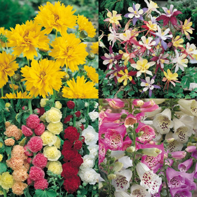 YouGarden Set Of 24 Perennial Plug Plant Cottage Gardens Collection. Easy To Grow Perennials Plants Outdoor Garden Ready