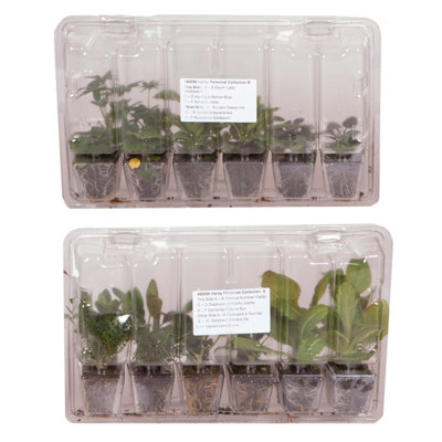 YouGarden Set Of 24 Perennial Plug Plant Cottage Gardens Collection. Easy To Grow Perennials Plants Outdoor Garden Ready