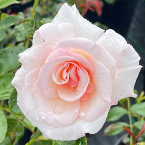 YouGarden Simon's Rose, Established Plant in 3-4L Pot, Ready to Plant Floribunda Bush Rose with Pearl Pink Flowers, for Summer to