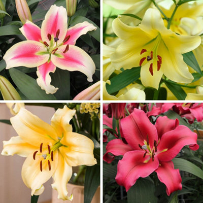 YouGarden Skyscraper Lily Collection, 12 Bulbs Size 16/18