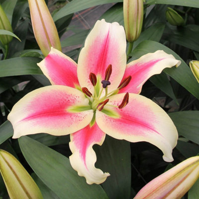 YouGarden Skyscraper Lily Collection, 12 Bulbs Size 16/18