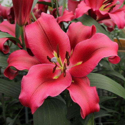 YouGarden Skyscraper Lily Collection, 12 Bulbs Size 16/18