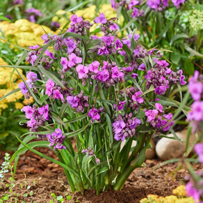 ✿Lily..'s ✿Garden*✿♪ Lily's Garden - Design & Relax - Apps on Google Play