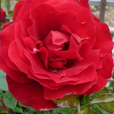 YouGarden Steve's Rose 3L Potted Rose