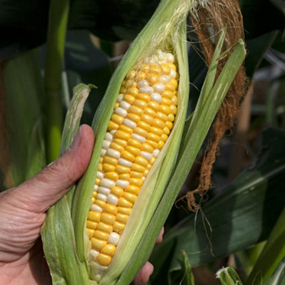 YouGarden Sweetcorn Pot Of Gold 12 Plug Plants, Compact, Sweet, Disease ...