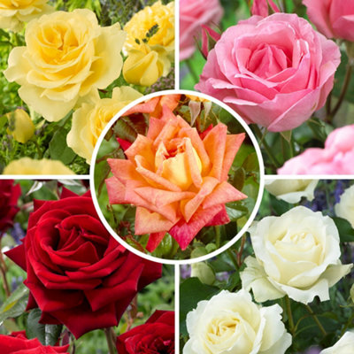 YouGarden The 'Best Ever' Hybrid Tea Rose Bush Collection, 5 x Bare ...