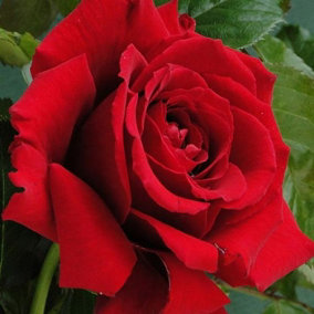 YouGarden The England Rugby Rose, Established Plant in 3 Litre Pot, Ready to Plant, For Beds, Borders, and Pots