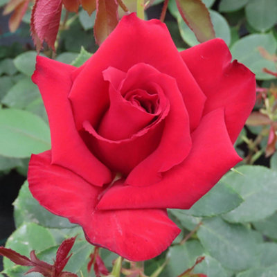 YouGarden The England Rugby Rose, Established Plant in 3 Litre Pot ...