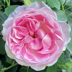 YouGarden The Menopause Charity Rose 3L Pot