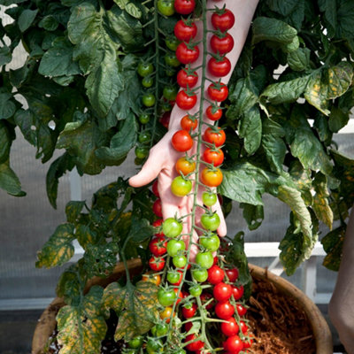 YouGarden Tomato 'Rapunzel' Plug Plants - Sweet Cherry Tomato Variety ...