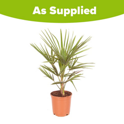 YouGarden - Trachycarpus fortunei Chusan Palm 60-80cm (inc pot