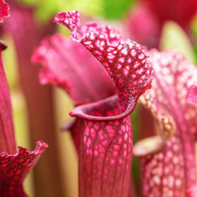 YouGarden Trumpet Pitcher Plant, Indoor Plant, Sarracenia stevensii, Established Houseplant in 9cm Pot, Ready to Display Indoor Pl