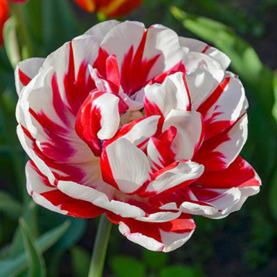 YouGarden Tulip 'Carnaval de Nice', Set of 10 Bulbs Size 10/11, Ready ...