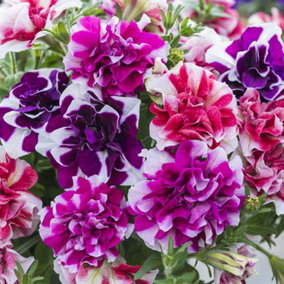 YouGarden Tumbelina 'Ruffles' Collection, Set of 24 Plug Plants, Ready to Grow On and Plant Out, Summer Flowering Bicolour Garden