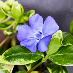 YouGarden - Vinca Minor Illumination 9cm Pot