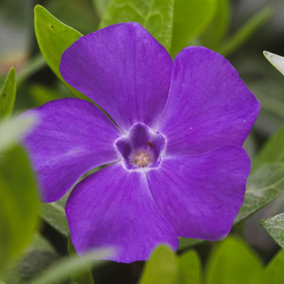 YouGarden Vinca minor La Grave 9cm
