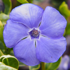 YouGarden Vinca Ralph Shugert 9cm