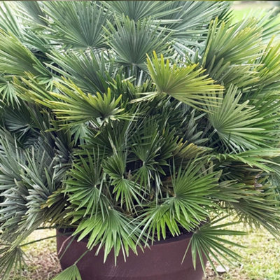 YouGarden Volcano Palm, Chamaerops compacta, Established Plant in 22cm Pot, Ready to Plant Hardy Palm Tree, Mediterranean Style Ga