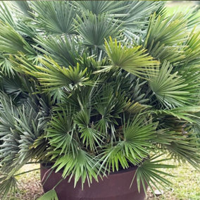 YouGarden Volcano Palm, Chamaerops compacta, Established Plant in 22cm Pot, Ready to Plant Hardy Palm Tree, Mediterranean Style Ga