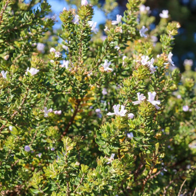 YouGarden Westringia Coastal Rosemary, Evergreen Shrub, 18cm Pot, Silvery Foliage, Pollinator Friendly Garden Plant Ready To Plant